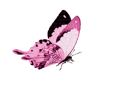 Mariposa izquierda